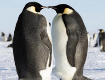 A l'ère glaciaire, les manchots d'Antarctique ont souffert du froid A l'ère glaciaire, les manchots d'Antarctique ont souffert du froid