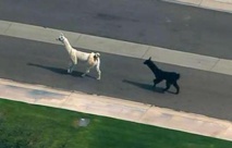 Insolite : Deux lamas se font la belle Insolite : Deux lamas se font la belle