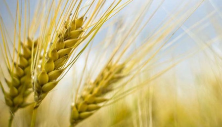 Des céréales françaises pour combler les besoins du marché marocain