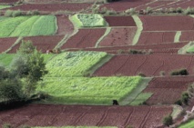 La campagne agricole s’annonce sous de bons auspices La campagne agricole s’annonce sous de bons auspices