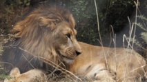 Le lion abyssinien d'Ethiopie menacé par la destruction de son habitat Le lion abyssinien d'Ethiopie menacé par la destruction de son habitat