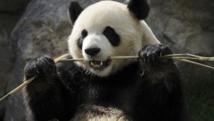Insolite : Quand les pandas attaquent Insolite : Quand les pandas attaquent