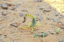 Les piqûres de scorpions, principale  cause des intoxications au Maroc