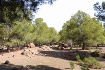 Reconstitution des forêts naturelles et lutte contre la désertification Reconstitution des forêts naturelles et lutte contre la désertification