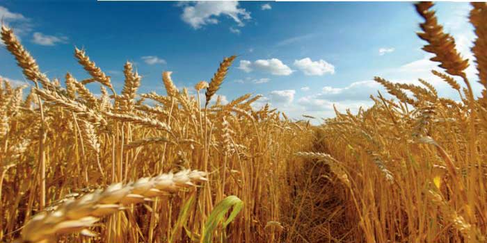 Révision à la hausse des prévisions de la production mondiale de céréales en 2023 Révision à la hausse des prévisions de la production mondiale de céréales en 2023