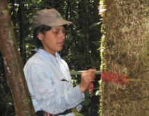 Surmortalité des arbres en Amazonie