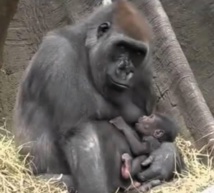 ​Au Gabon, quand les gorilles cohabitent avec l’Homme