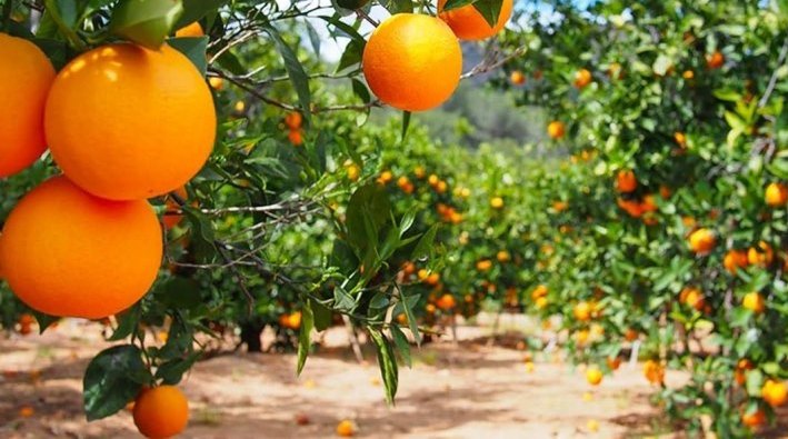Les filières arboricole et maraîchère connaissent une bonne dynamique cet automne Les filières arboricole et maraîchère connaissent une bonne dynamique cet automne