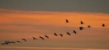 L'avifaune nationale compte 480 espèces entre oiseaux résidents et migrateurs L'avifaune nationale compte 480 espèces entre oiseaux résidents et migrateurs