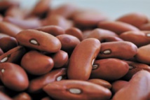 Des nouveaux haricots résistant à la chaleur testés en Colombie Des nouveaux haricots résistant à la chaleur testés en Colombie