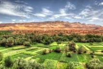 Plus 80 % de la production nationale des primeurs provient de Souss-Massa-Drâa Plus 80 % de la production nationale des primeurs provient de Souss-Massa-Drâa