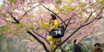La Chine revendique la paternité des cerisiers en fleurs La Chine revendique la paternité des cerisiers en fleurs