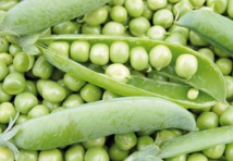 Pour la promotion de la culture des petits pois à Al Hoceima Pour la promotion de la culture des petits pois à Al Hoceima