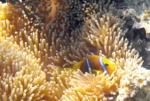 Les écosystèmes marins altérés pour des millénaires par le réchauffement Les écosystèmes marins altérés pour des millénaires par le réchauffement
