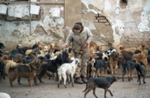 Sasa, le chômeur serbe aux 450 chiens Sasa, le chômeur serbe aux 450 chiens