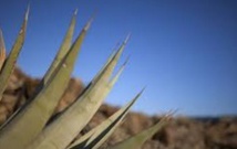 Fêter l'agave pour se souvenir que les Indiens cahuillas sont toujours là Fêter l'agave pour se souvenir que les Indiens cahuillas sont toujours là