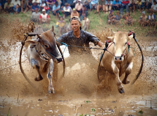 Les festivals à voir une fois dans sa vie : Pacu Jawi (Indonésie) Les festivals à voir une fois dans sa vie : Pacu Jawi (Indonésie)