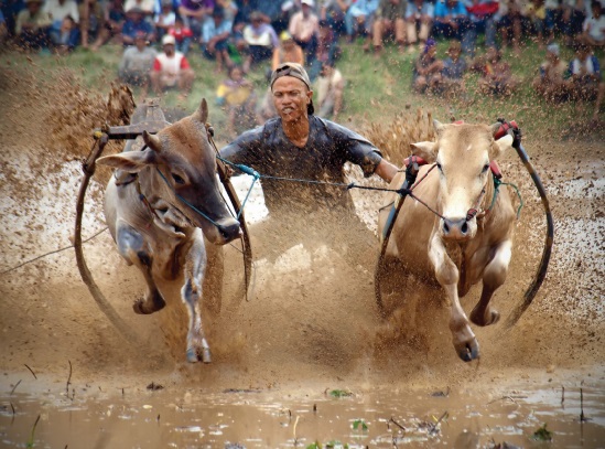 Les festivals à voir une fois dans sa vie : Pacu Jawi (Indonésie)