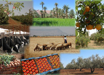 Le Maroc, premier exportateur arabe et africain des  produits agricoles et de textile vers le marché russe Le Maroc, premier exportateur arabe et africain des  produits agricoles et de textile vers le marché russe