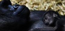 ​La consanguinité a contribué à la survie des gorilles des montagnes