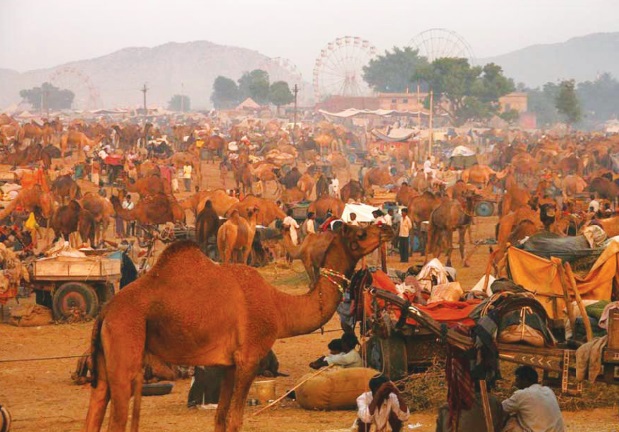 Les festivals à voir une fois dans sa vie : Foire aux chameaux de Pushkar (Inde) Les festivals à voir une fois dans sa vie : Foire aux chameaux de Pushkar (Inde)