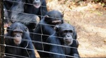 Près de Freetown, la réouverture de la réserve des chimpanzés annonce la fin d’Ebola Près de Freetown, la réouverture de la réserve des chimpanzés annonce la fin d’Ebola