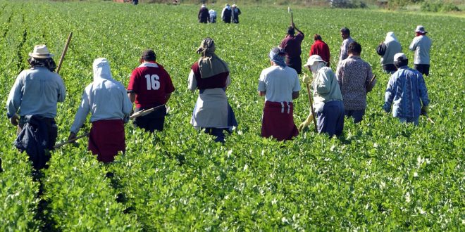 Des centaines de travailleurs marocains tentés par un Click Day à l’italienne Des centaines de travailleurs marocains tentés par un Click Day à l’italienne