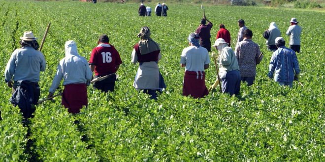 Des centaines de travailleurs marocains tentés par un Click Day à l’italienne