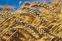 La production céréalière devrait atteindre 110 millions de quintaux… La production céréalière devrait atteindre 110 millions de quintaux…