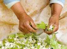 La distillation des fleurs d'oranger, un art ancestral qui se perpétue La distillation des fleurs d'oranger, un art ancestral qui se perpétue
