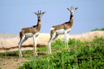 Réintroduction de la Gazelle Dama Mhorr dans la nature au parc national de Dakhla