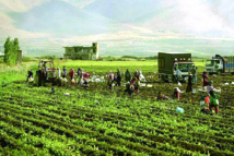 Les exportations agricoles du Liban asphyxiées par le conflit en Syrie Les exportations agricoles du Liban asphyxiées par le conflit en Syrie