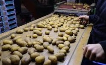 ​Aux Pays-Bas, des patates au sel contre la faim dans le monde