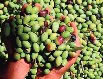 Guelmim-Oued Noun : Baisse de 30% de la production d'olives Guelmim-Oued Noun : Baisse de 30% de la production d'olives
