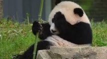 Une espèce animale sur six menacée par le réchauffement climatique Une espèce animale sur six menacée par le réchauffement climatique