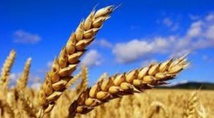 ​La production des céréales atteint le chiffre record de 110 millions de quintaux