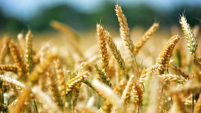 Les prix mondiaux des céréales reculent de 15,4% sur un an Les prix mondiaux des céréales reculent de 15,4% sur un an