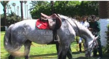 ​Le cheval Tinkerbell KDW Z remporte le Prix Feue S.A.R la Princesse Lalla Amina