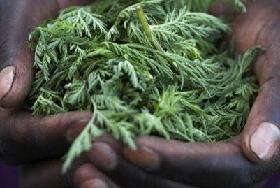 Une plante chinoise, espoir contre la malaria en Afrique Une plante chinoise, espoir contre la malaria en Afrique