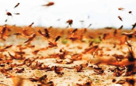 Le changement climatique pourrait aggraver les invasions acridiennes