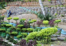 Une “oasis verte” sortie des ordures d’une favela de Rio Une “oasis verte” sortie des ordures d’une favela de Rio