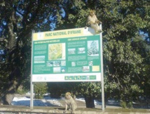 Des élèves en chasse au trésor  au Parc national d'Ifrane