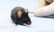 Réactiver la mémoire perdue chez des souris avec la lumière Réactiver la mémoire perdue chez des souris avec la lumière