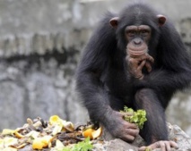 Les chimpanzés, apprentis cuisiniers sans fourneaux Les chimpanzés, apprentis cuisiniers sans fourneaux