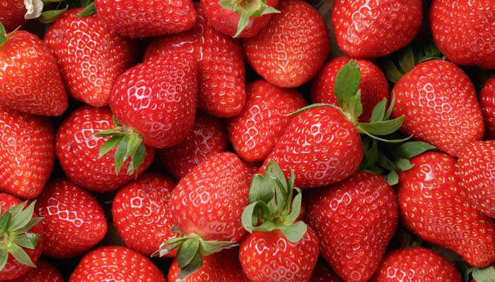 A dessein. On s'obstine désespérément à vouloir voir de l'hépatite dans les fraises marocaines