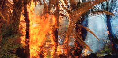 Un incendie ravage l’oasis “Ouled Chaker” dans la province d’Errachidia
