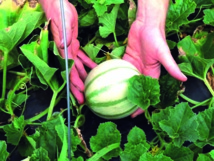 Les jeunes chercheurs appelés à s'investir dans la recherche agricole Les jeunes chercheurs appelés à s'investir dans la recherche agricole