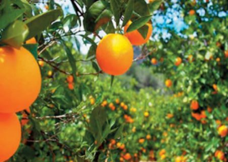 La filière agrumicole, une culture à forte valeur socio-économique à Béni Mellal-Khénifra La filière agrumicole, une culture à forte valeur socio-économique à Béni Mellal-Khénifra