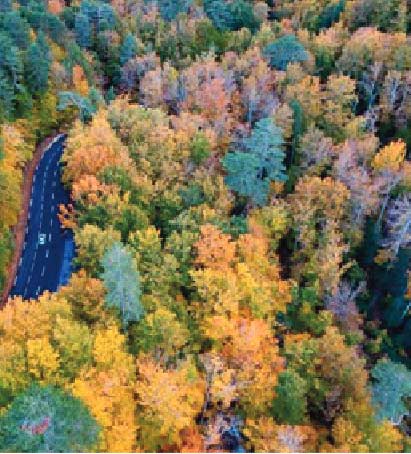 La biodiversité permet à la forêt de mieux résister au changement climatique