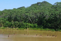 Les dernières tribus isolées d'Amazonie menacées par les contacts avec l'extérieur Les dernières tribus isolées d'Amazonie menacées par les contacts avec l'extérieur